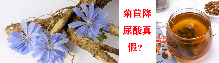 网传菊苣能降尿酸和治疗痛风，没想到事实竟然是这样......