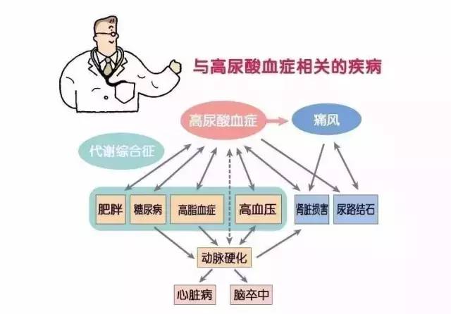 高尿酸血症对肾脏危害有多大？如何预防尿酸高对肾损害？