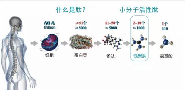 小分子活性肽调理身体要吃多少久才有效果？