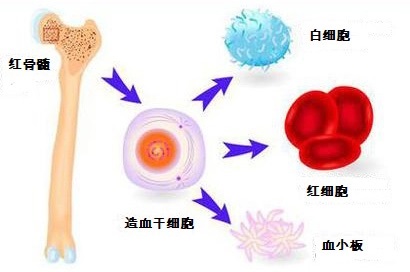 为什么养骨髓？吃什么促进骨髓造血？