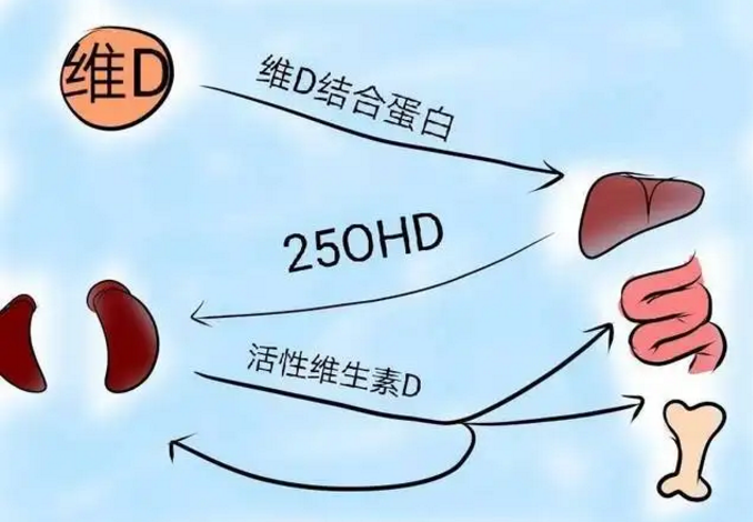 人体对维生素D是怎么吸收的与合成的