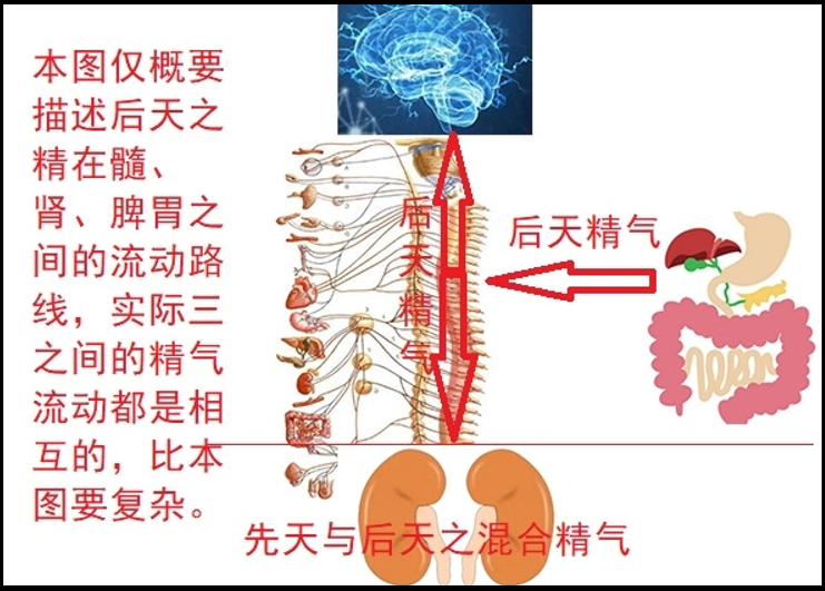 补骨髓与补元气？补骨髓的主要方法