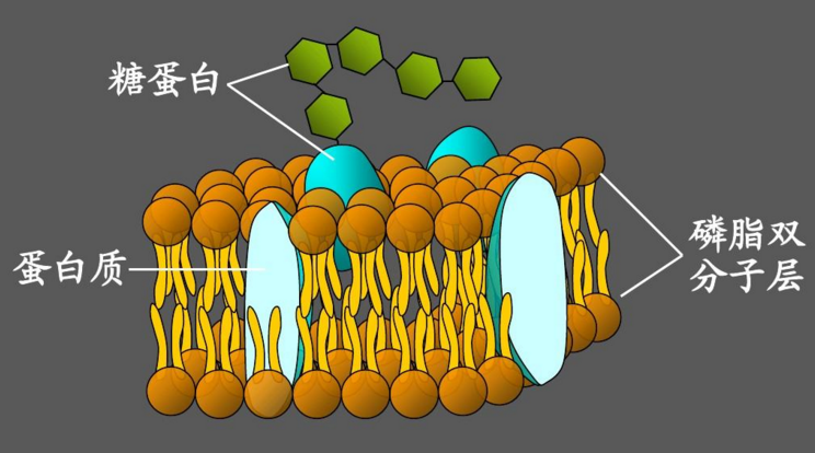 细胞膜中的磷脂.png