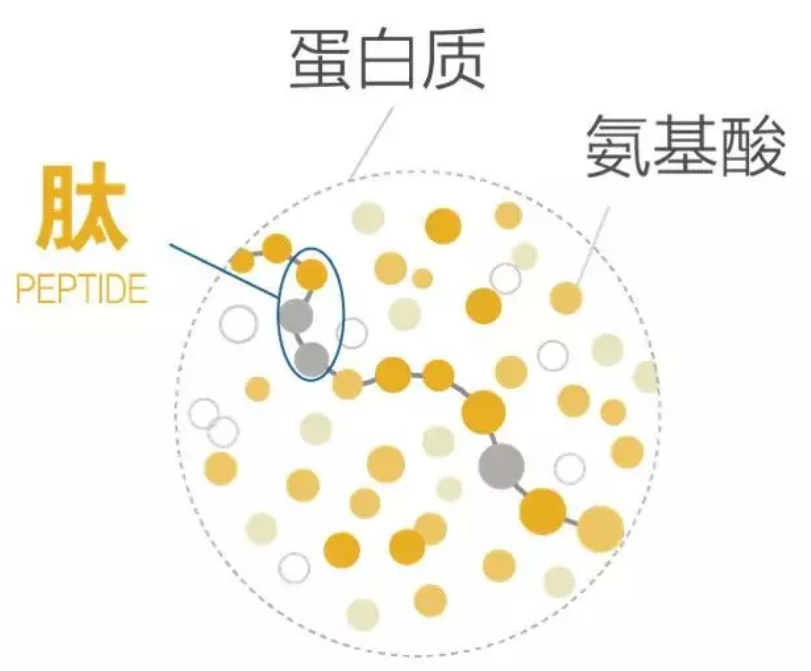 小分子肽好消化吸收吗？每天喝多少克肽比较合适？