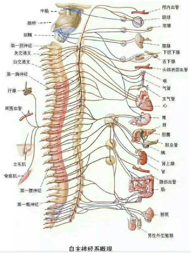 骨髓与神经系统.png