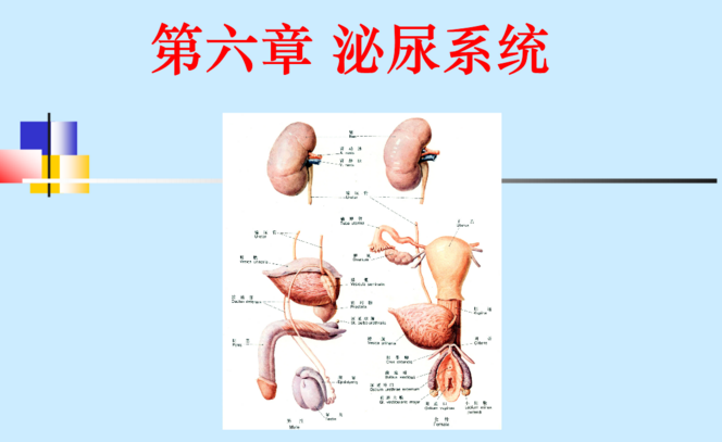 喝什么肽对男人好？男人性功能不好喝哪些肽效果比较好？