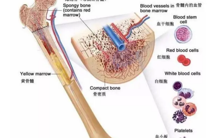 牛骨髓小分子肽的功效与作用，牛骨髓复合肽与骨骼营养