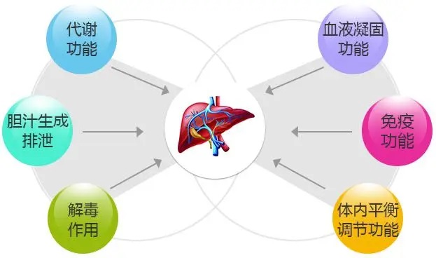 肝功能代谢慢怎么调理,如何提高肝功能?