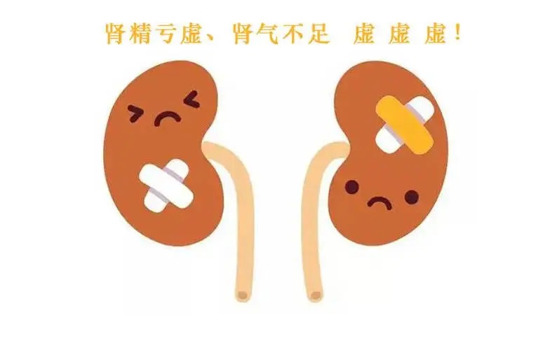 肾气不足.jpg