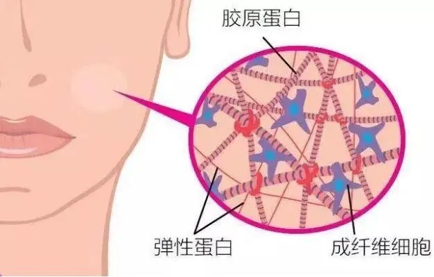 胶原蛋白对皮肤的作用.jpg