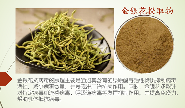 金银花抗流感作用，金银花能抗病毒预防感冒吗？