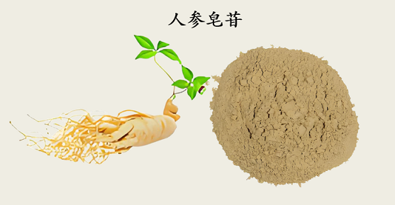 人参皂苷调节免疫力效果好吗？