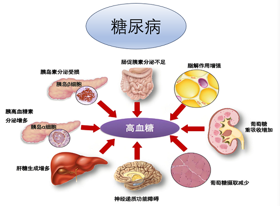 活性肽降血糖效果如何,糖尿病吃活性肽有作用吗？