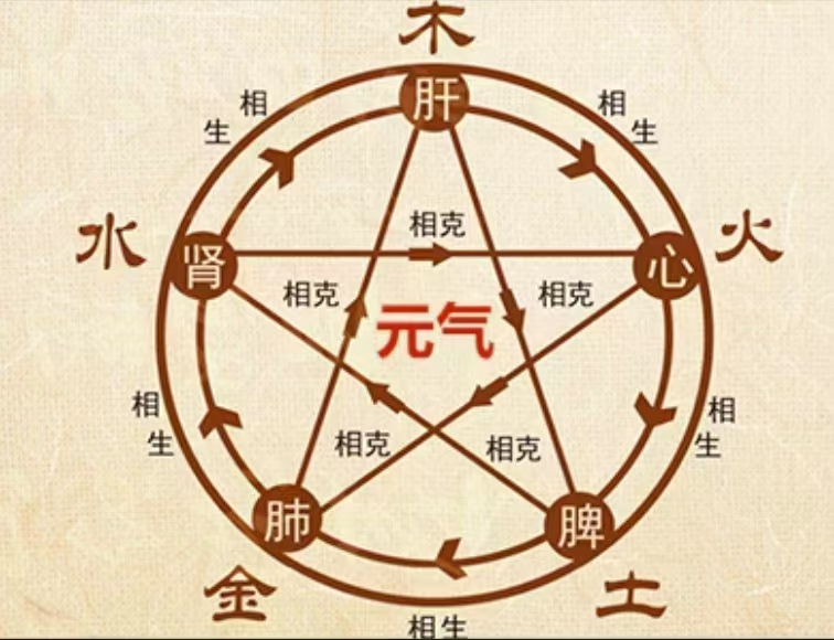 元气的主要作用,伤了元气怎么补有用？
