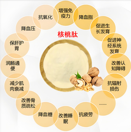 核桃肽与缓解大脑疲劳的作用