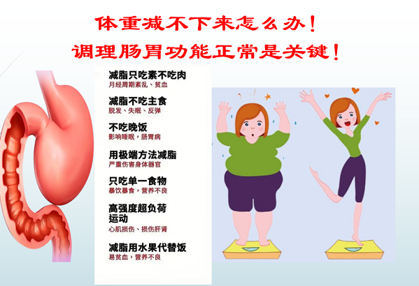 活性肽对调节肠胃功能和减肥的作用效果