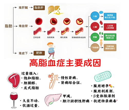 活性肽与促进细胞新陈代谢,活性肽调节代谢异常的作用功能。