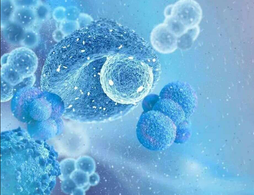 激活免疫细胞的食物,人参灵芝黄精片能激活免疫细胞吗?