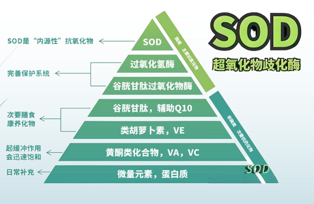 未来生物sod三合酶效果如何,未来生物sod三合酶功能是什么？