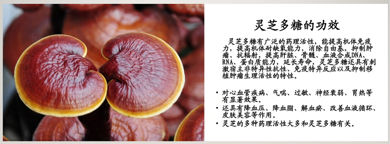 灵芝多糖与修复神经细胞作用原理,灵芝多糖能改善记忆功能吗？
