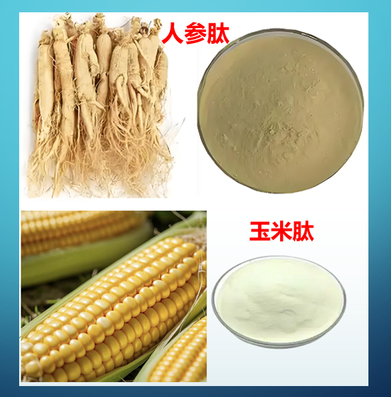 人参玉米肽粉.png