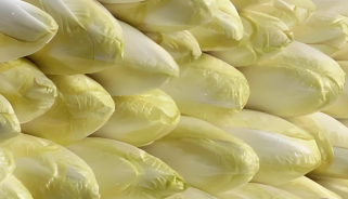 菊苣.png