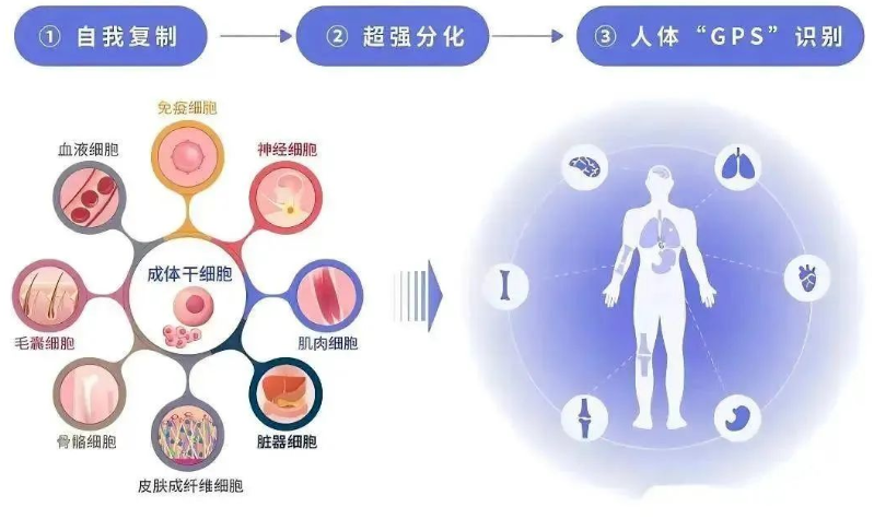 髓疗法.png