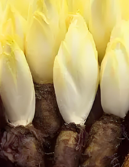 菊苣降酸的功效有哪些,菊苣在降尿酸方面的应用.