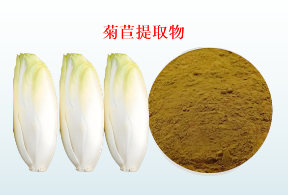 菊苣提取物.png 菊苣提取物.png