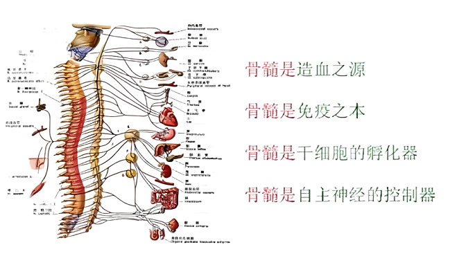 骨髓的作用.png 骨髓的作用.png