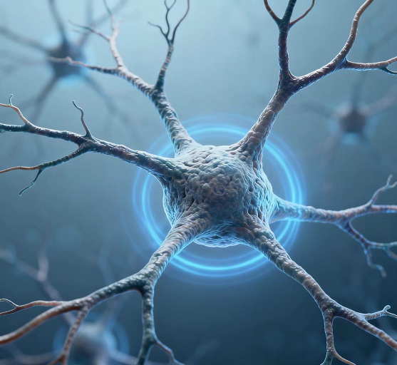人参皂苷能调节神经功能吗,人参皂苷对修复神经细胞效果好吗？